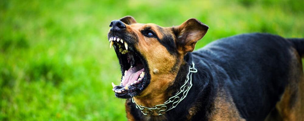 Chicago Dog Bite Injury Attorney | Englewood Animal Attack Lawyer | IL